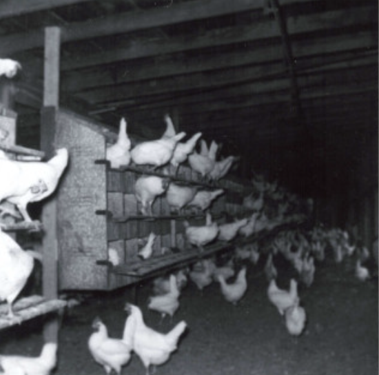 Puglisi Egg Farms Photo