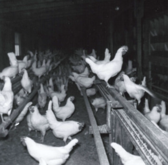 Puglisi Egg Farms Photo